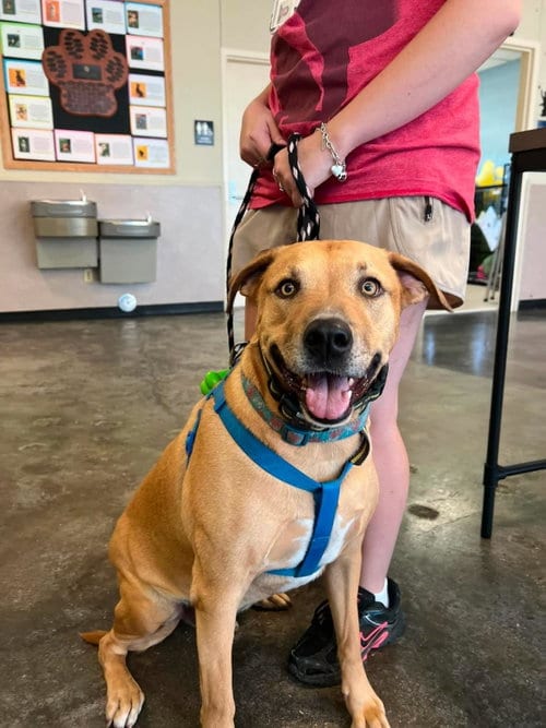 Photo of Tommy- In Foster, adoptable Shepherd in Rockwall, Texas