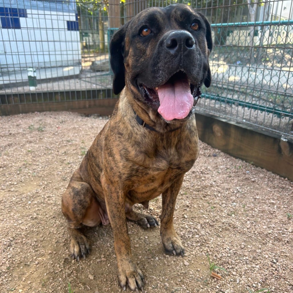Photo of Nawlaa, adoptable Mastiff, Cane Corso in Houston, Texas