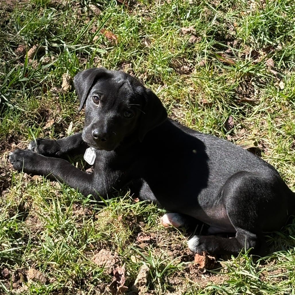 Photo of Mike 7710, adoptable Retriever, Golden / Mixed Breed (Medium) in Fairfax Station, Virginia