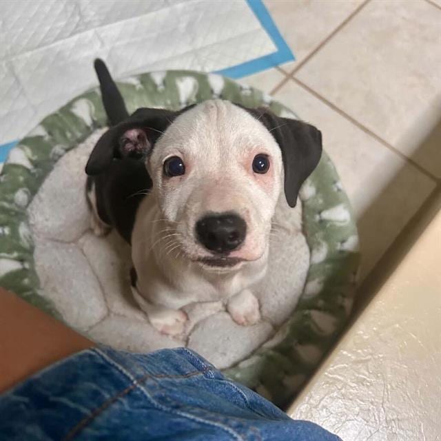 Photo of Lillard, adoptable American Bulldog in Methuen, Massachusetts
