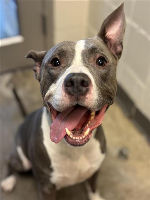 Photo of Niko, adoptable Staffordshire Bull Terrier in Houston, Texas