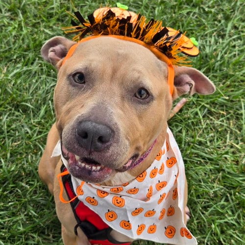 Photo of Juniper, adoptable Unknown breed (short coat) in Normal, Illinois