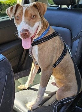 Photo of Tango, adoptable Hound in Palmetto, Florida