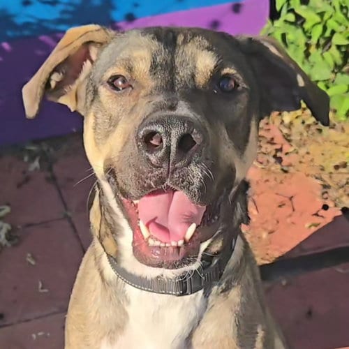 Photo of Artie, adoptable Unknown breed (short coat) in Normal, Illinois