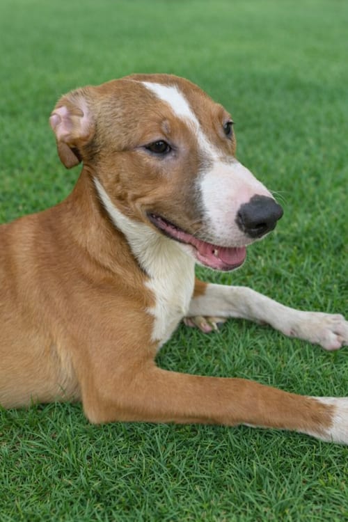 Photo of Jazzy, adoptable Labrador Retriever in San Diego, California