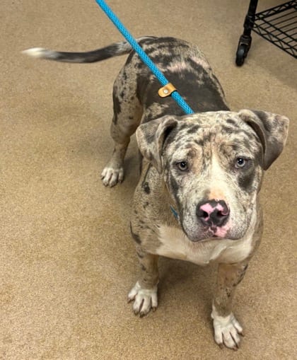 Photo of Jarvinia, adoptable dog in Chamblee, Georgia