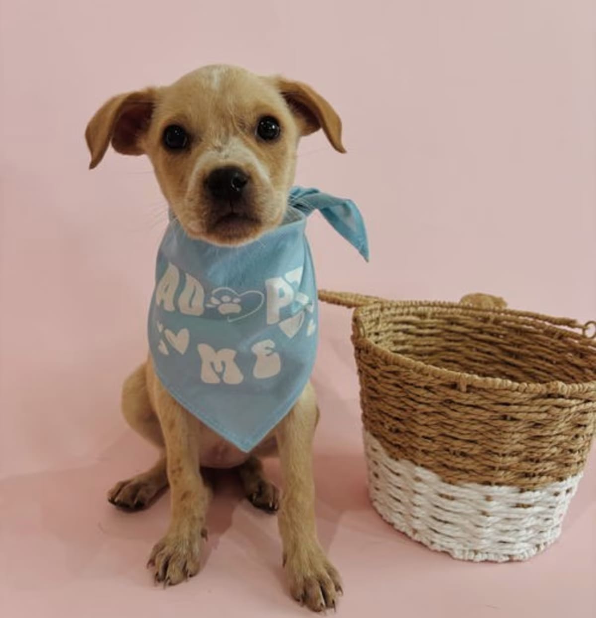 Photo of Bunny, adoptable Labrador Retriever Rottweiler in Corona, California