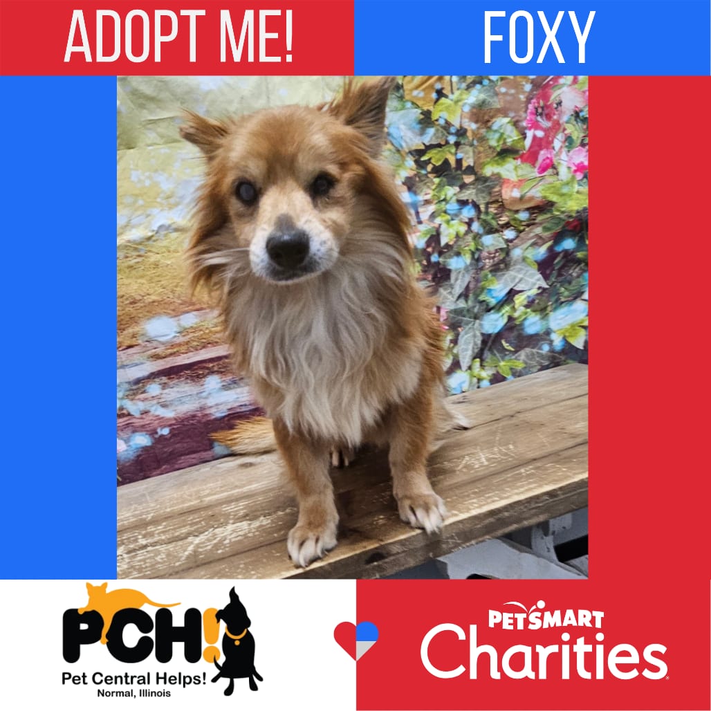Photo of Foxy, adoptable Pomeranian / Mix in Normal, Illinois