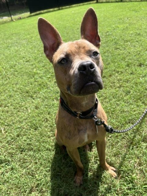 Photo of Zelda, adoptable Pit Bull Terrier in Chapel Hill, North Carolina