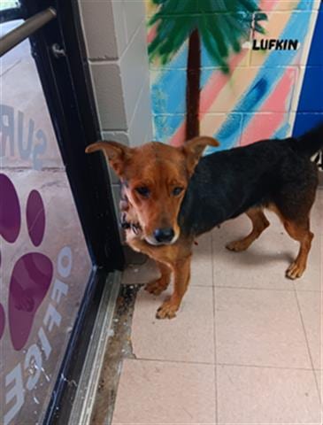 Photo of Willow, adoptable German Shepherd Dog in Lufkin, Texas