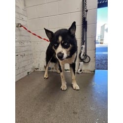 Photo of Frankie, adoptable Husky in San Bernardino, California