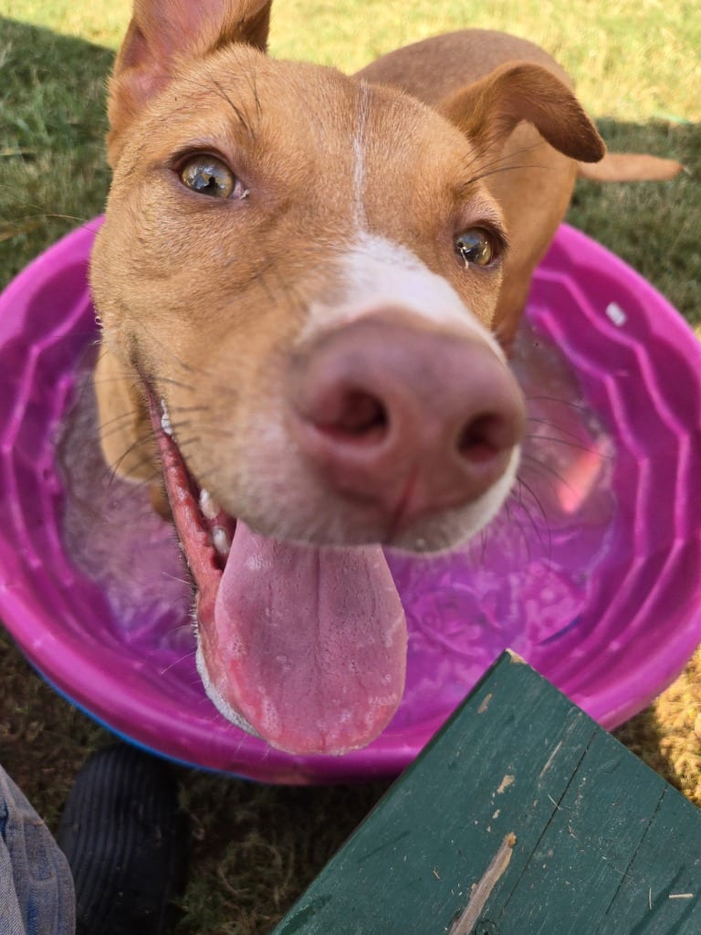 Photo of Woody, adoptable Mixed Breed in Douglasville, Georgia