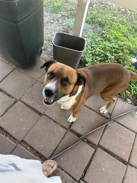 Photo of Paco, adoptable Boxer in San Antonio, Texas