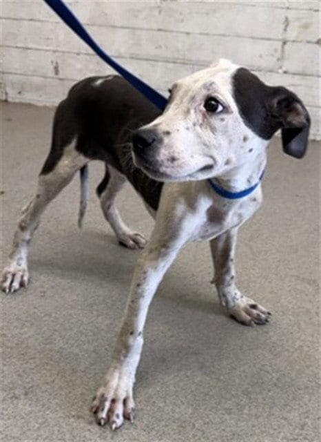 Photo of Jellybean, adoptable Pit Bull Terrier in San Bernardino, California