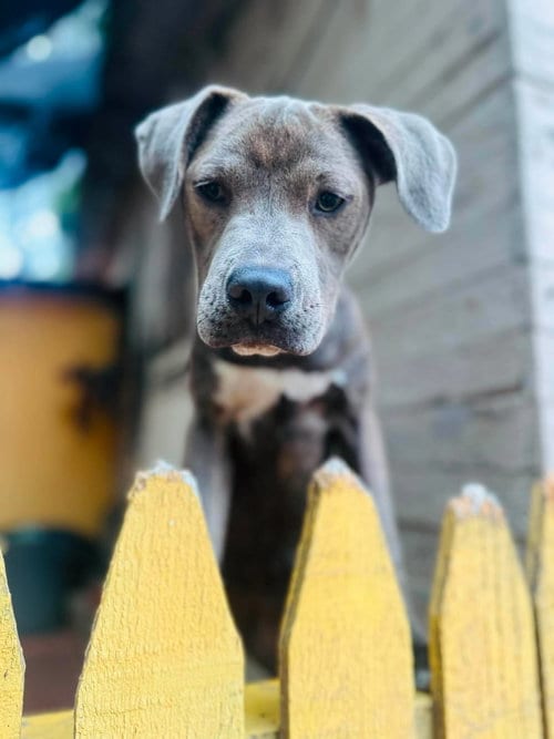 Photo of Star C, adoptable American Pit Bull Terrier in Inglewood, California