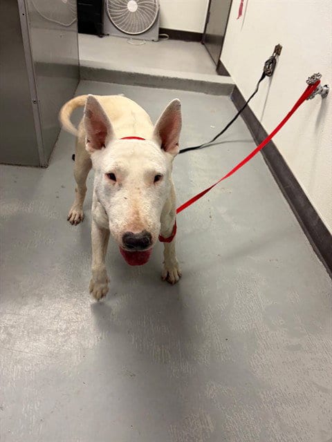 Photo of Blanca, adoptable Bull Terrier in Bakersfield, California