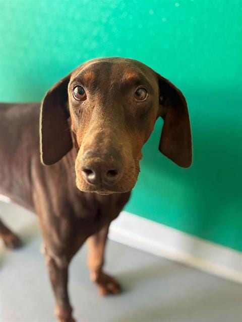 Photo of A256063, adoptable Doberman Pinscher in Visalia, California