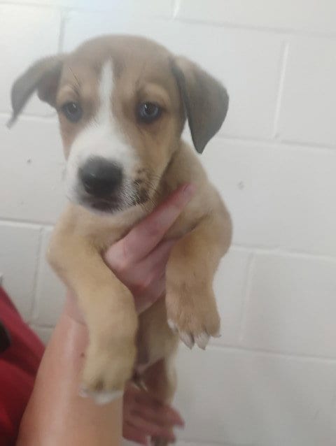 Photo of Pluto, adoptable Labrador Retriever in San Bernardino, California