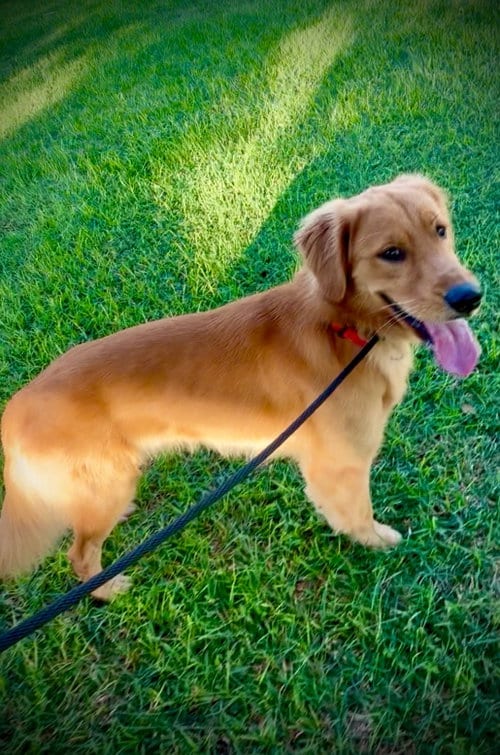 Photo of Max, adoptable Golden Retriever in Sanford, Florida
