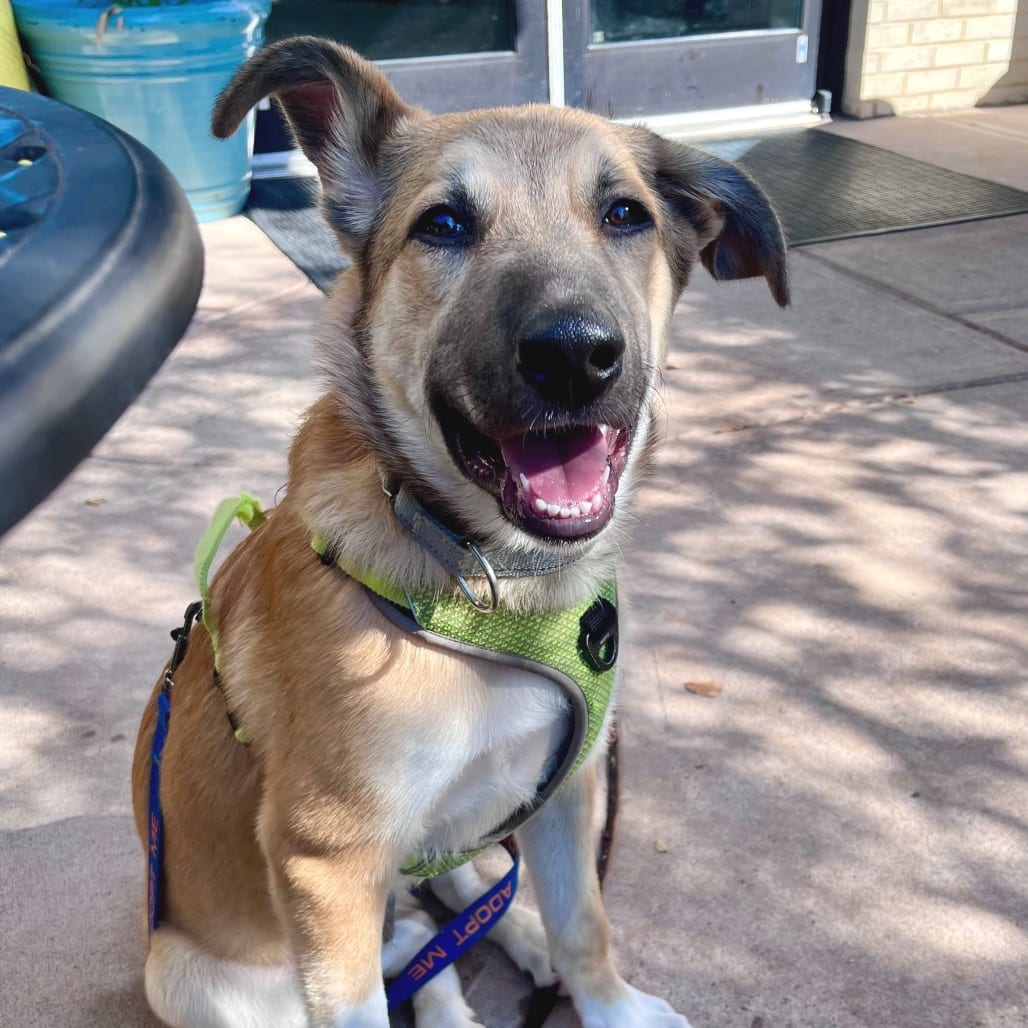 Photo of Prospero, adoptable Mixed Breed (Medium) in Chapel Hill, North Carolina