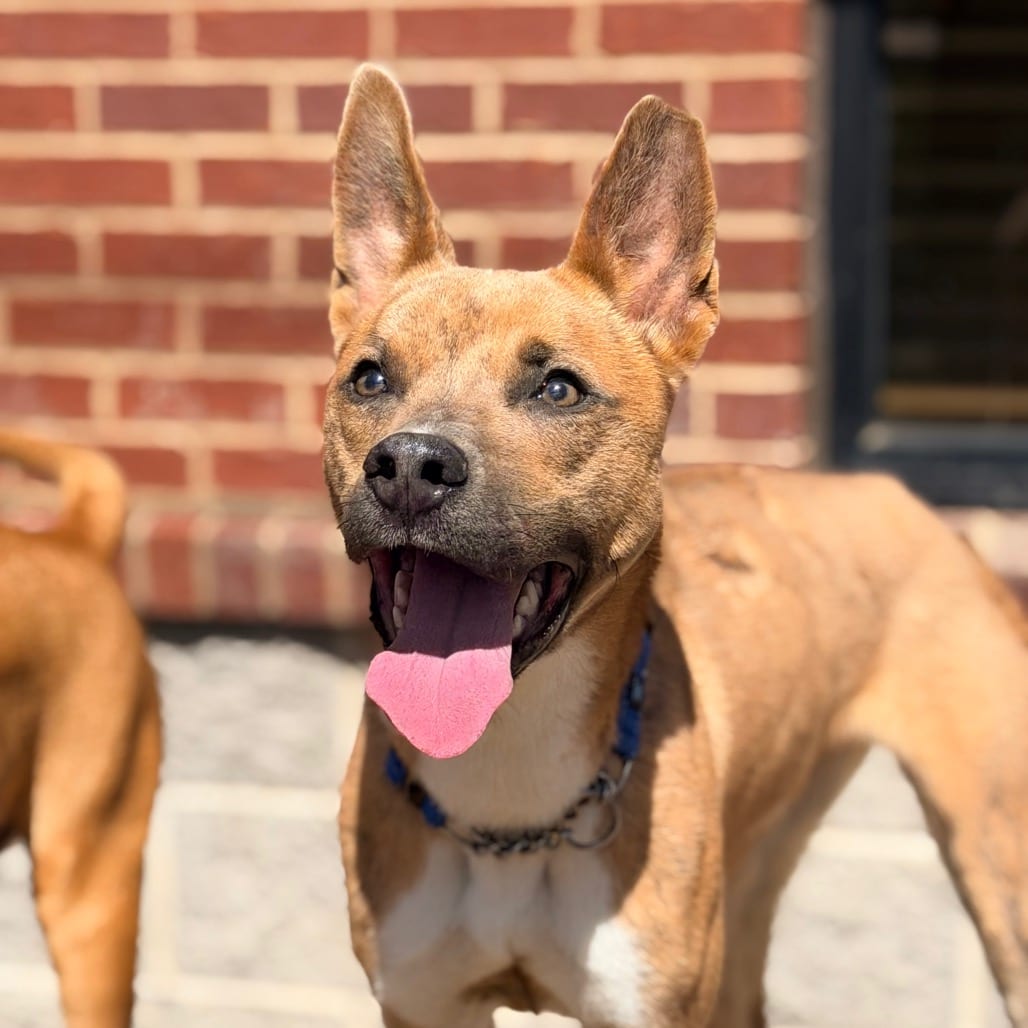 Photo of Foxy, adoptable Mixed Breed (Medium) in Columbus, Georgia