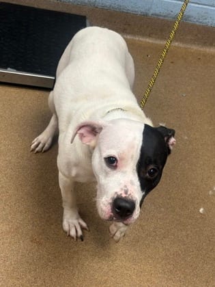 Photo of Rylan, adoptable dog in Chamblee, Georgia