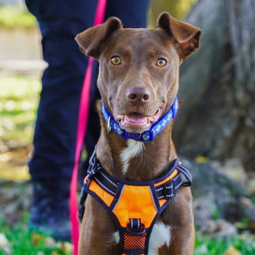 Photo of Wren, adoptable Terrier in Sacramento, California