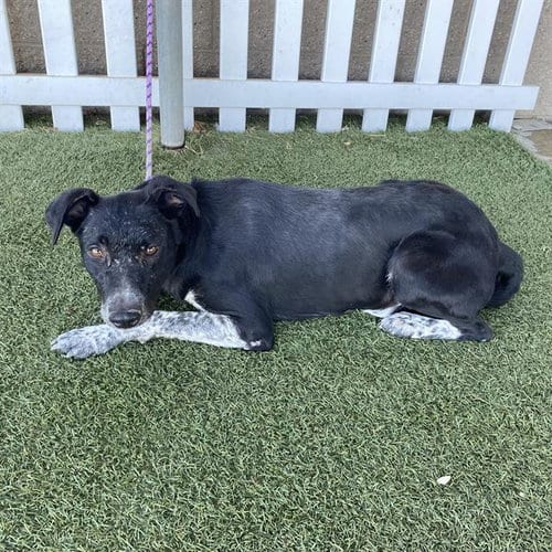 Photo of A615328, adoptable Australian Cattle Dog/Blue Heeler in Modesto, California