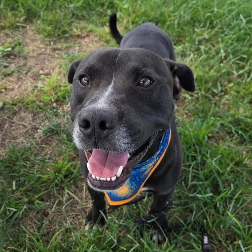 Photo of Tank, adoptable American Staffordshire Terrier in San Antonio, Texas
