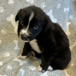 Photo of Gary, adoptable Shepherd (Unknown Type) Mixed Breed (Medium) in Frederick, Maryland