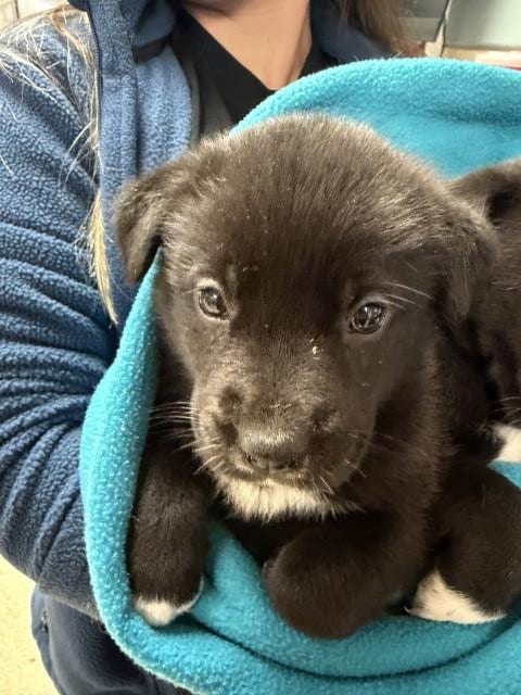 Photo of Baby, adoptable Labrador Retriever in Riverside, California