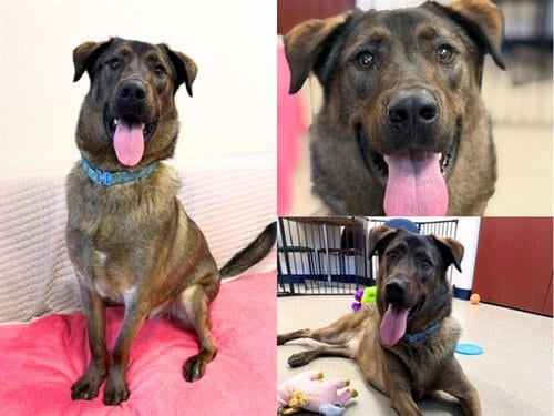 Photo of Falcon, adoptable German Shepherd Dog in Fort Wayne, Indiana