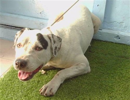 Photo of Darla, adoptable Pit Bull Terrier in Gardena, California