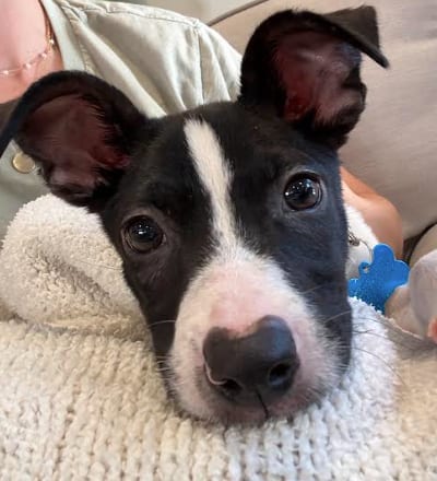 Photo of Charlie, adoptable Terrier in Plainfield, Illinois