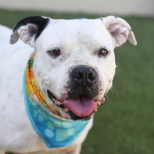 Photo of Lorelai, adoptable American Bulldog in San Antonio, Texas