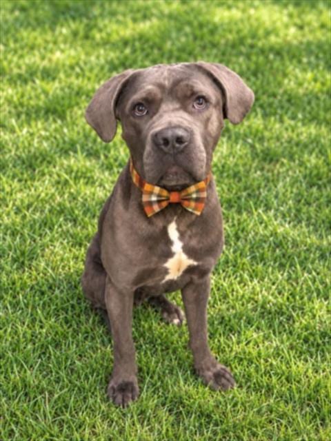 Photo of Gomer, adoptable Cane Corso Mastiff in Clinton Township, Michigan