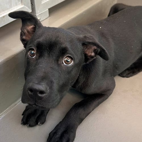 Photo of Herbie, adoptable Unknown breed in Rancho Santa Fe, California