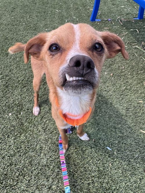 Photo of Conrad, adoptable Chihuahua in Elk Grove, California