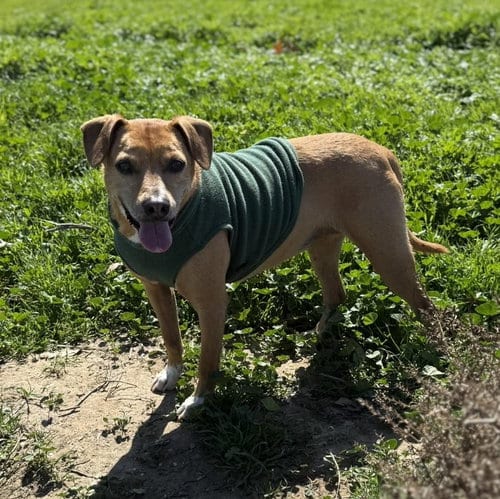 Photo of Rosie, adoptable Beagle in San Diego, California