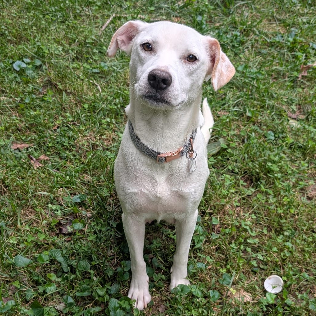 Photo of Macee, adoptable Retriever, Labrador / Mixed Breed (Medium) in Fairfax Station, Virginia