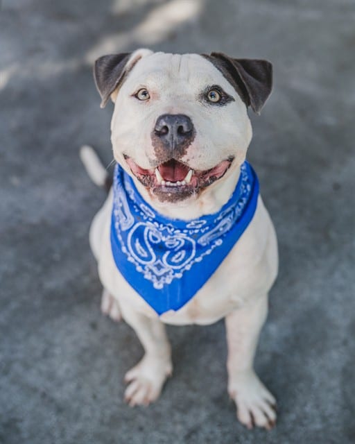 Photo of Buddy, adoptable American Bulldog in Miami, Florida