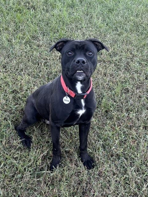 Photo of Ludwig, adoptable Boxer in Forestville, Maryland