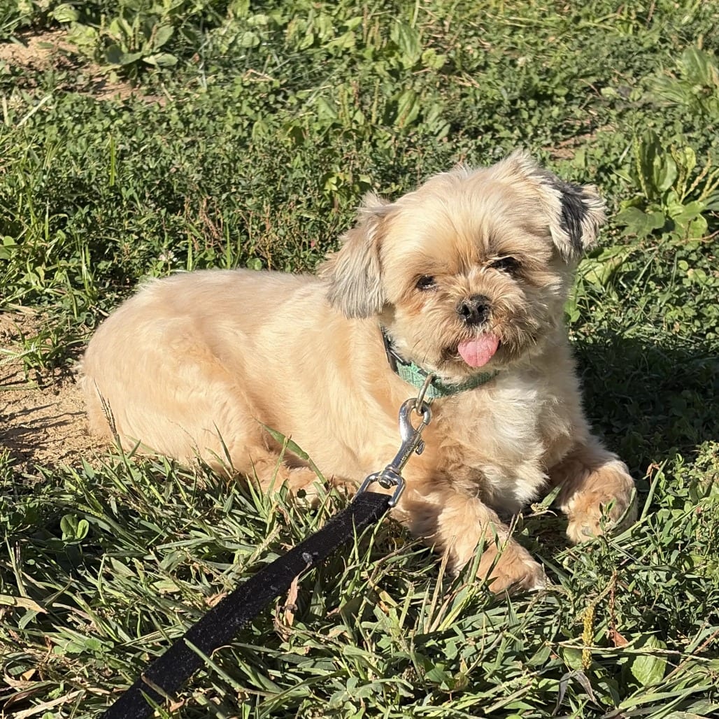Photo of Wolfgang, adoptable Shih Tzu in St. Charles, Missouri