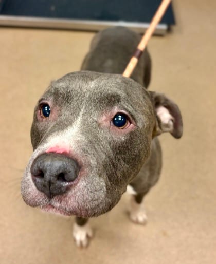 Photo of Chadwick, adoptable dog in Chamblee, Georgia