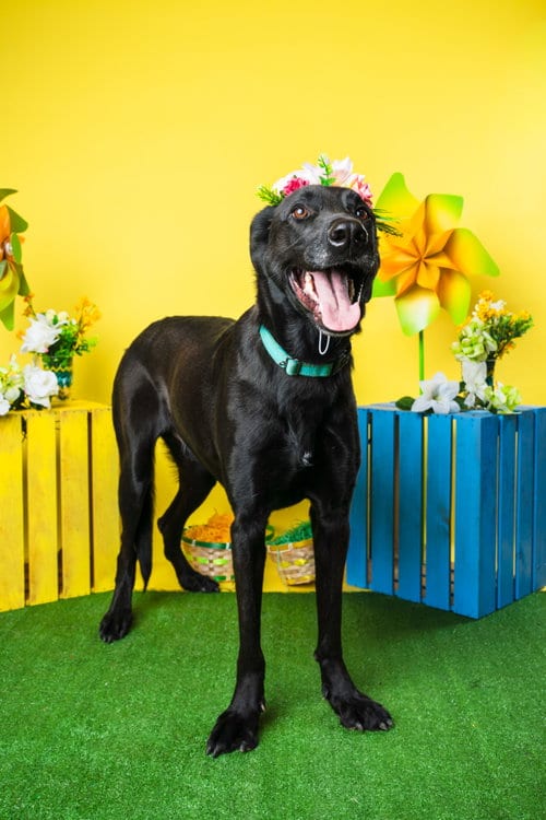 Photo of Magic Man, adoptable Labrador Retriever in Munford, Tennessee