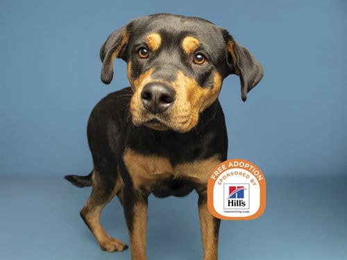 Photo of Pancake, adoptable Rottweiler in Phoenix, Arizona