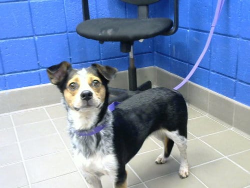 Photo of Daisy, adoptable Australian Cattle Dog/Blue Heeler in Albuquerque, New Mexico