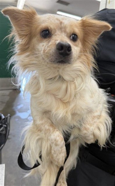 Photo of Benjamin, adoptable Chihuahua in San Bernardino, California