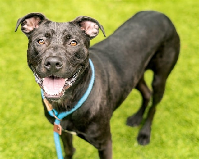 Photo of Rabbit, adoptable Labrador Retriever mix in San José, California