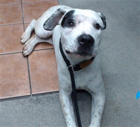 Photo of Lana, adoptable Pit Bull Terrier in Downey, California